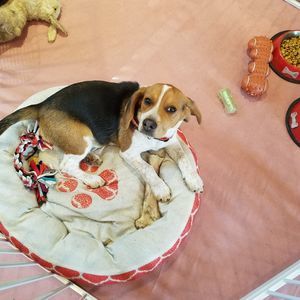 Meet your Posher, Darcy